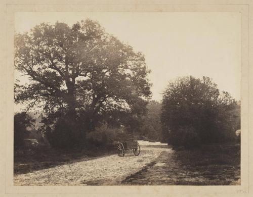 Forest of Fontainebleu, near Barbizon