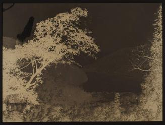 The leaning tree at Nainital, with lake beyond