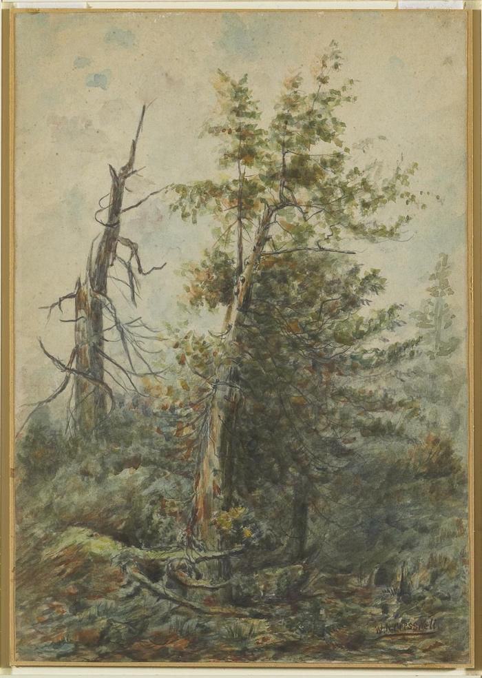 William Nicoll Cresswell
