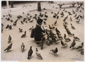 Peaceful Paris Pigeons Continue to be Fed.