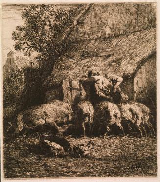 Femme faisant rentrer des porcs dans une porcherie