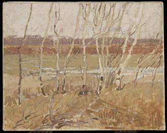 Row of Birches