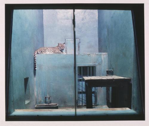 Leopard. Usti, Czechoslovakia