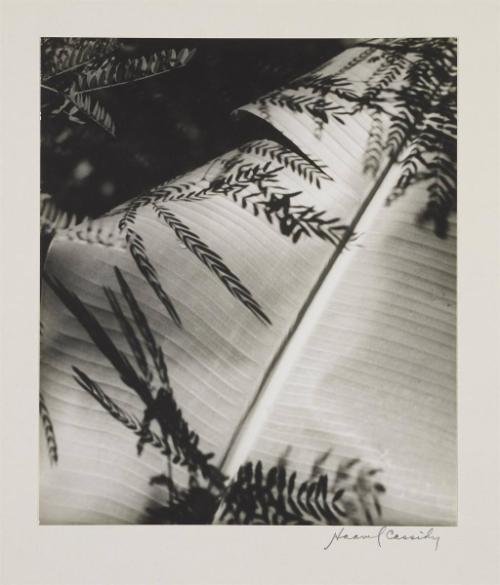 Plant Form Flat Leaf with Shadows