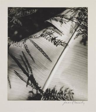 Plant Form Flat Leaf with Shadows