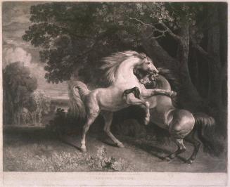 Horses Fighting