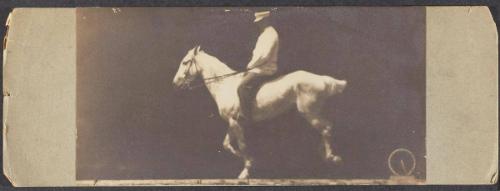 Galloping Horse (from film study)