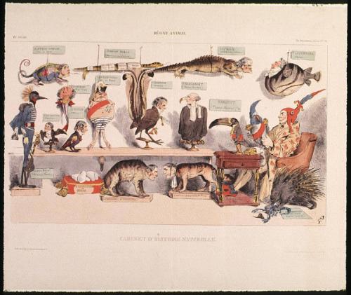 RÈGNE ANIMAL. Cabinet d’histoire naturelle