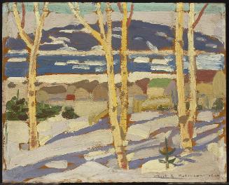 Birch Trees in Winter