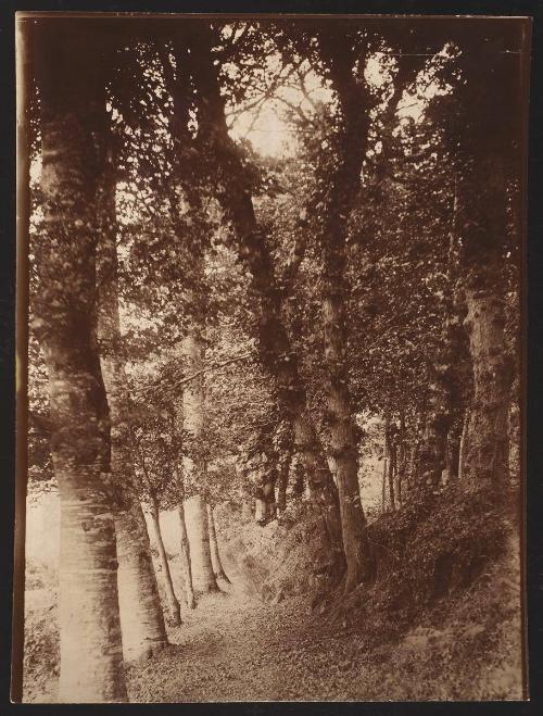 Lannion - beneath the woods at Kergrist