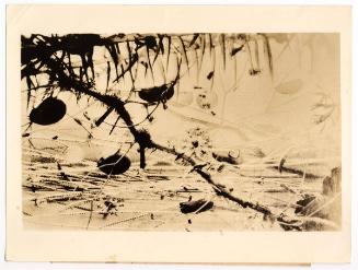 What the Microscope Sees in a Drop of Water.