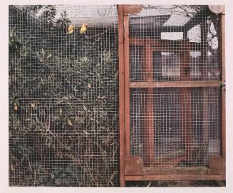 Sun Conures. Mablethorpe, England