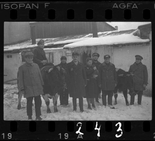 Workers of the Transport Department, standing with cows, in winter