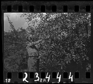 Male ghetto resident picking from a fruit tree
