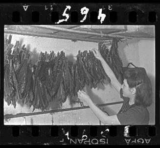 A woman hanging feathers for hats in a ghetto workshop ("ressort")