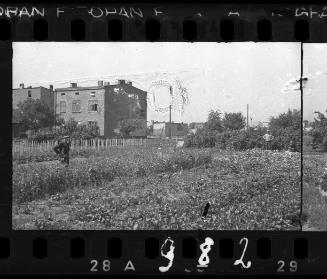 Man standing in a vegetable garden