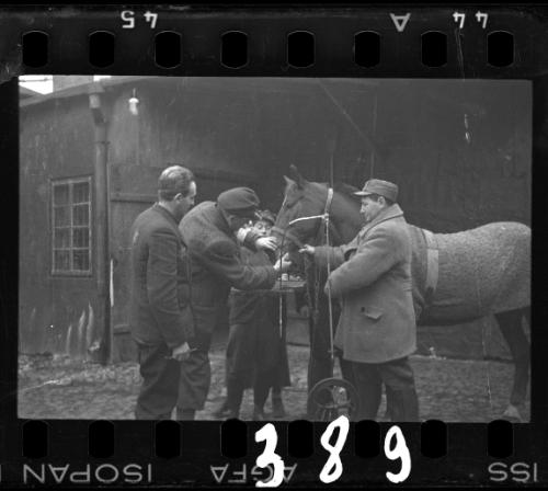 Transport Department workers feeding a horse in the ghetto