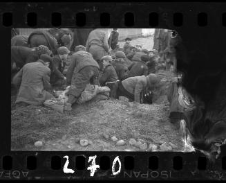 Residents searching the ground for burried potatoes