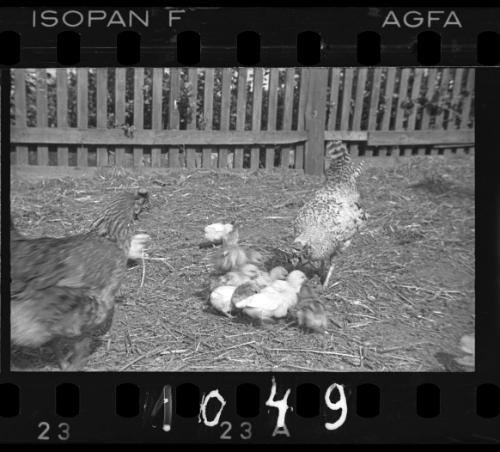 Chickens in the ghetto