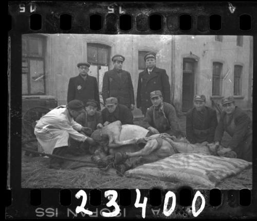 Members of the Transport Department and the veterinary hospital with a sick horse in the ghetto