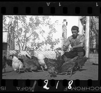 Young man feeding chickens