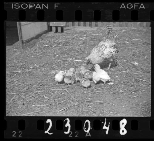 Chicken coop in the ghetto