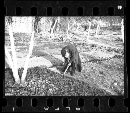 Elderly man working in a garden