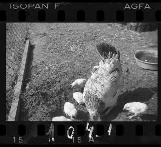 Chicken coop in the ghetto