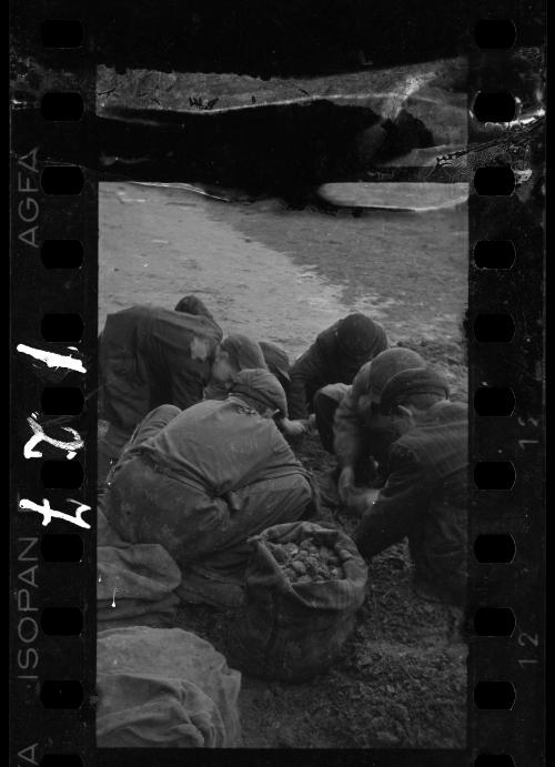 Children digging for food, coal and other provisions