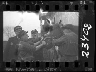 Four male transport officials trying to tame a horse