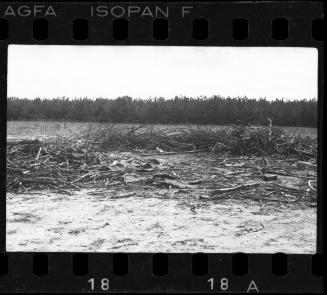 Field in the ghetto after liberation