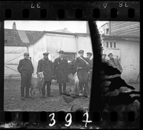 Workers of the Transport Department with livestock in the ghetto