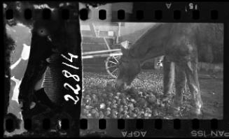 A horse eating food in the ghetto