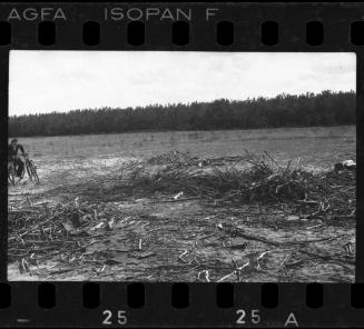 Field in the ghetto after liberation
