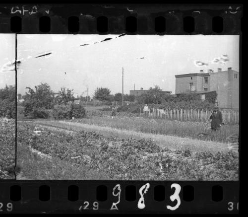 Men standing in a vegetable garden