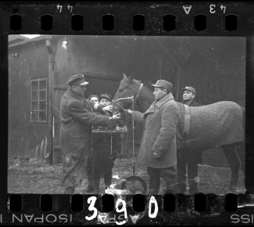 Transport Department workers feeding a horse in the ghetto