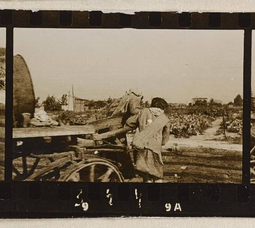 Contact Print #344 from page #10 in Lodz Ghetto Contact Album