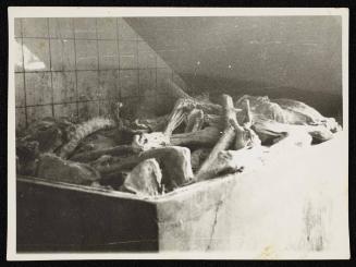 Corpses and body parts in the morgue