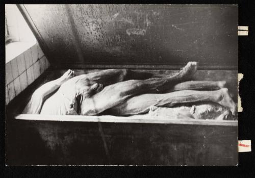 Corpses and body parts in the morgue