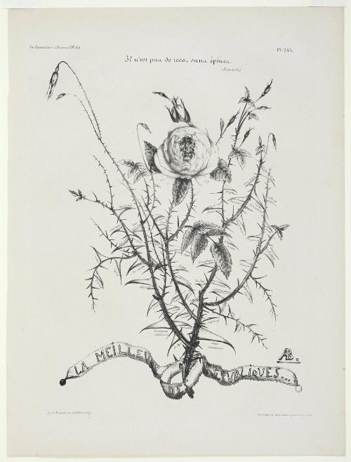 Il n'est pas de roses sans épines (Proverbe) LA MEILLEURE DES RÉPUBLIQUES