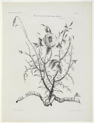 Il n'est pas de roses sans épines (Proverbe) LA MEILLEURE DES RÉPUBLIQUES