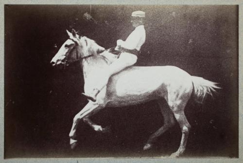 Instantaneous Image of a Mounted Horse - Gallop (undetermined phase)
