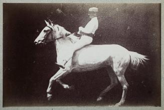 Instantaneous Image of a Mounted Horse - Gallop (undetermined phase)