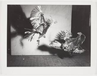 3408 (fighting roosters)