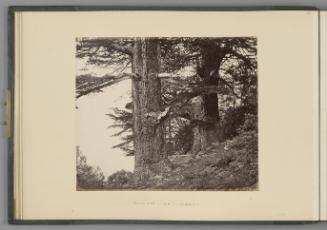 Deodars 35 feet and 37 feet in circumference   from The Sutlej - Indian Groups etc.