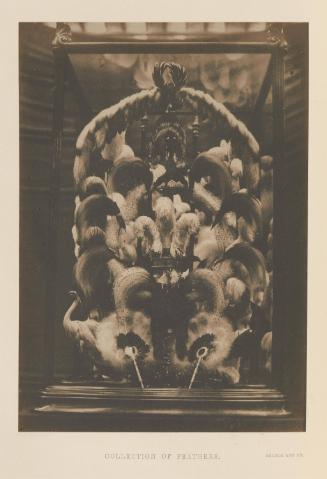 [Collection of Feathers, Adcock and Co.]
