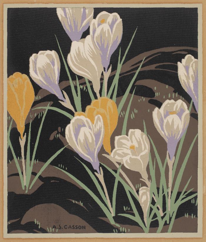 Crocuses
