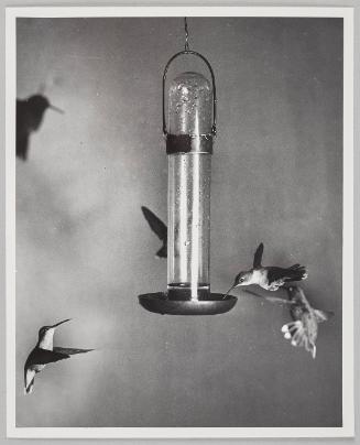 hummingbirds