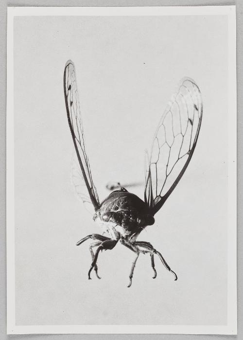 Cicada