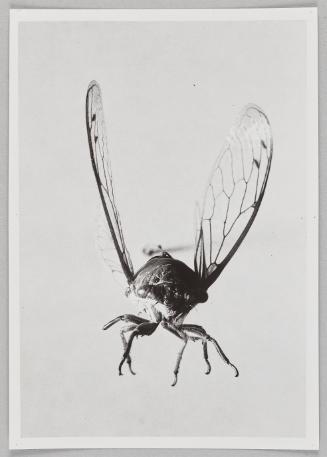Cicada
